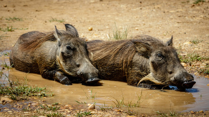 Two warthog lying in a mud pool and enjoying a sun bath in Murchison Falls national park in Uganda. Too bad this place, lake Albert, is endangered by oil drilling companies