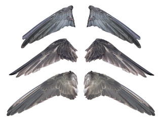 Set of real black swallow bird wings and monster claws concept. Isolated and clipping path