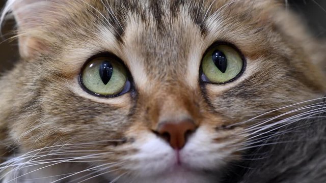 4K: Green eyes kitten hunter. Face closeup. Macro