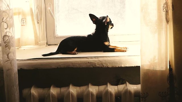 The dog sits on the windowsill and looks out the window

