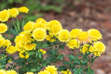 Yellow flowers in garden