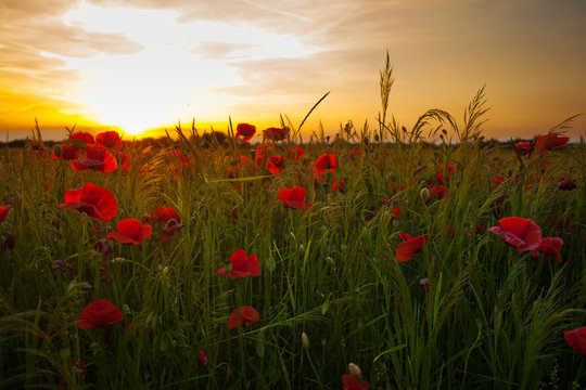 Poppy fields on sunset
