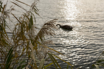 Schwan im Sonnenlicht im Wasser hinter dem Schilf