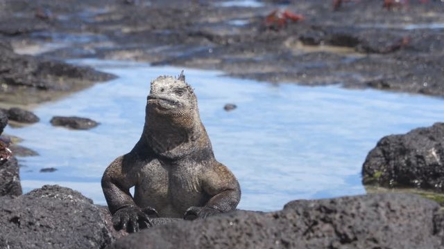 Galapagos Iguana basking in the sun on rock on Puerto Villamil beach, Isabela Island. Marine iguana is an endemic species in Galapagos Islands Animals, wildlife and nature of Ecuador.