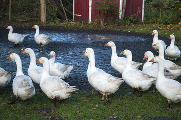 Gänseschar in idyllischer Natur und artgerechter Tierhaltung im Herbst in Deutschland