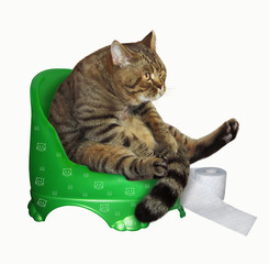 The cat with roll of toilet paper is on a children's potty. White background. - obrazy, fototapety, plakaty