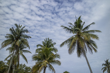 Fototapeta na wymiar one view from under coconut trees