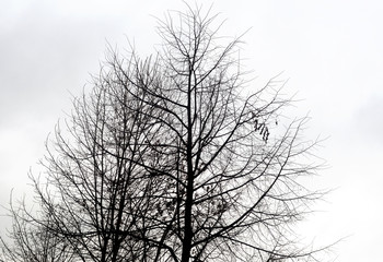 Fototapeta na wymiar Tree without leaves.
