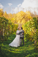 Fototapeta premium Newlyweds go away the manicured rows of the vineyard 53.