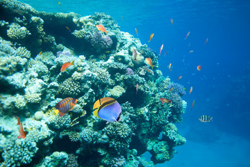 Fototapeta na wymiar Reef with a variety of hard and soft corals and tropical fish