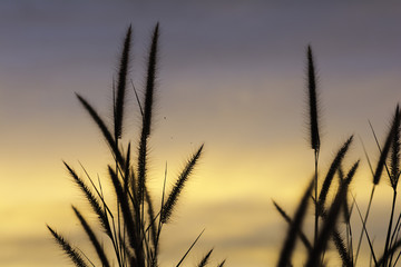 Fototapeta premium Grass flower with twilight