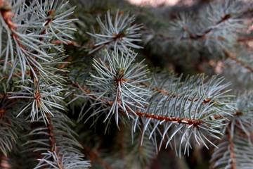 Naklejka na ściany i meble Branches of the national tree Colorado Blue spruce close-up soft focus.