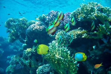 Obraz premium Reef with a variety of hard and soft corals and tropical fish