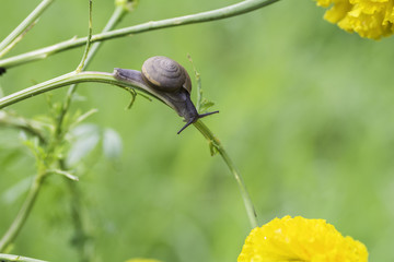 Snail crawls at the branches.