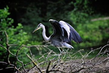 Heron