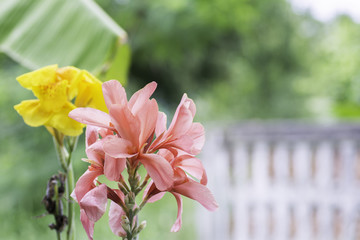 Orange and yellow canna flowers at the fence.