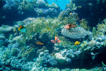 Reef with a variety of hard and soft corals and tropical fish