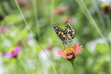 The Common Mormon butterflies sucking nectar from Zinnia flowers .