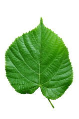 Naklejka na ściany i meble Green leaf texture lime tree