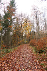 Fototapeta premium Waldweg im Schönbach bei Steinenbronn