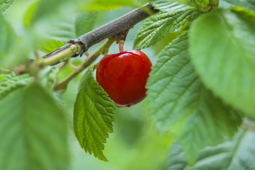 Red ripe berry of a cherry (Prunus tomentosa) on a branch.