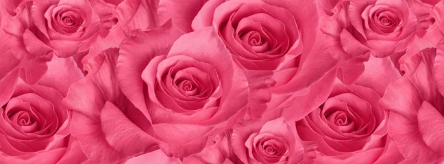 Poster de jardin Roses couverture belle rose rose