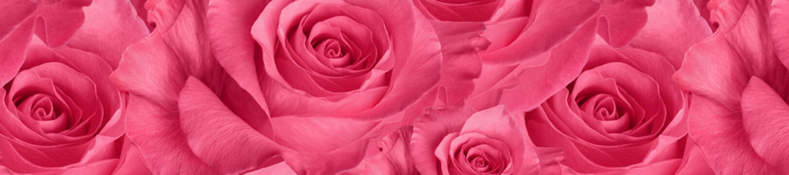 panorama  beautiful  pink rose