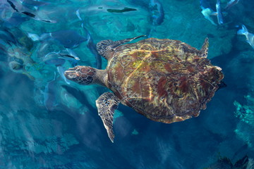 Wild big turtle is in the clear blue sea water. Natural habitat of the reptile. The turtle swims on the surface of the sea. The material can be used as a backdrop for tourist destinations.