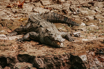 crocodile in Cañon del Sumidero chiapas Mexico