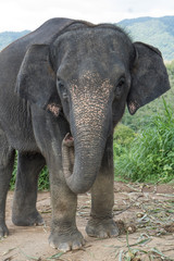 Beautiful elephant on the hill in Phuket, Thailand