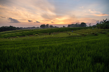 Obraz premium Rice field in Pererenannear Canggu, Bali.