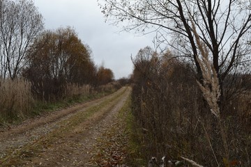 Autumn road