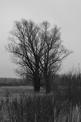 Monochrome tree