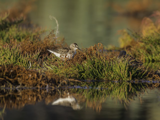 Pectoral Sandpiper Foraging on the Pond in Early Morning