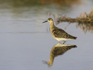 Ruff Bird Foraging on the Pond in Early Morning