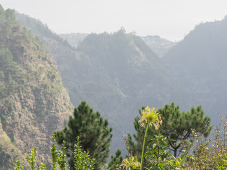 Die Insel Madeira im Atlantik