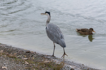 Fischreiher geht am Ufer vom Wasser - Reiher mit schwimmender Ente