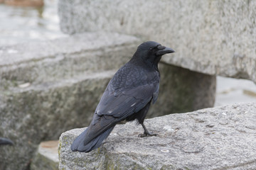 Schwarze Krähe steht auf Fels 