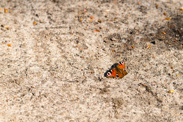 butterfly/motyl © grzeg0rz