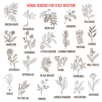Best herbal remedies for yeast infection