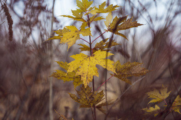Season of beautiful autumn leaves