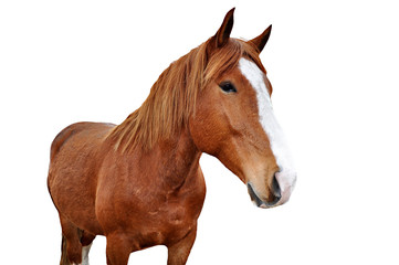  Horse Isolated on White