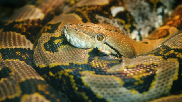 The longest snake in the world - Asia's giant Reticulated Python. Quietly asleep, curled into a ring