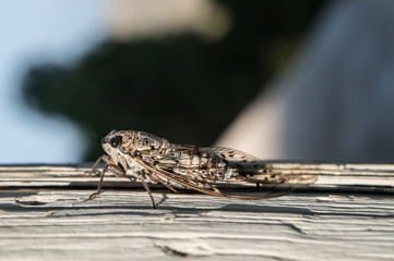 Macro close up of a summer cicada insect