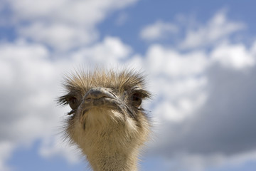 ostrich