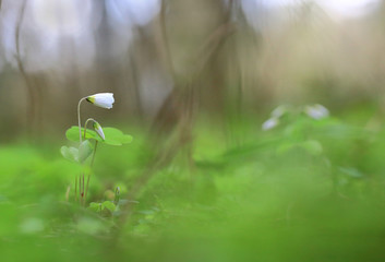 In the forest the first green.In early spring the first flowers how-to resonate with each other.
