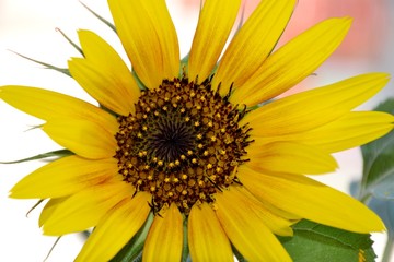 Details of a wild sunflower and green leaves with petals and center