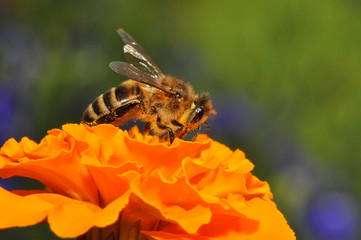Bee and flower