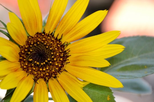 Details of a wild sunflower and green leaves with petals and center