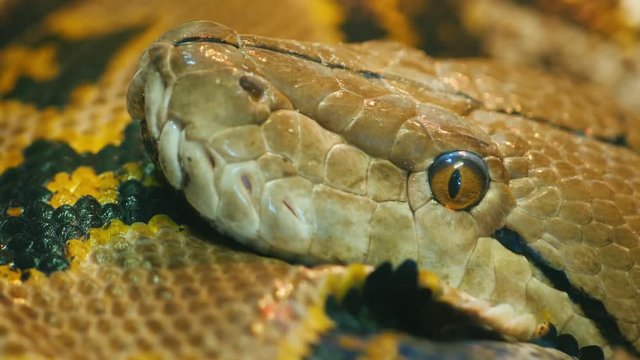 Close-up shot head of Asia's giant Reticulated Python